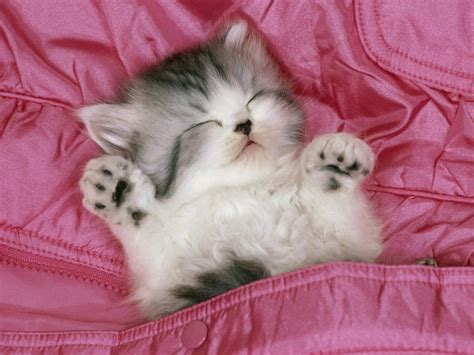 Kittens Wallpapers | Animal Literature