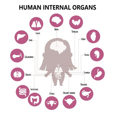 Anatomie Humain Corps Infographie Avec Fille Et Visuel Structure