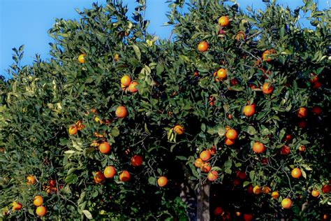 Sicilian Blood Oranges Recipes Visit Sicily