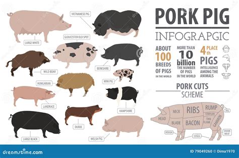 pigs hogs breed infographic template flat design stock vector