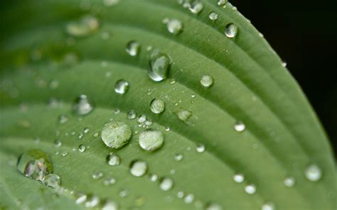 Papel De Parede Sai Agua Natureza Grama Verde Veias Orvalho