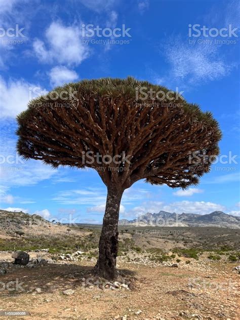 Dragon Blood Tree Of Socotra Stock Photo - Download Image Now ...