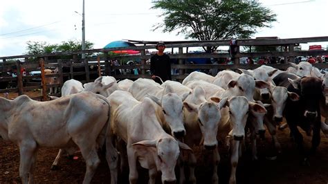 FEIRA DE GADO EM CACHOEIRINHA PE ÚLTIMA FEIRA ANTES DO CARNAVAL 16