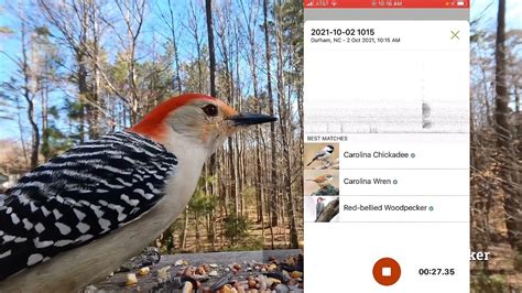 How To Identify Bird Sounds With The Merlin Bird App YouTube