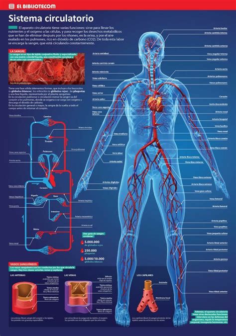 Pin De Salvador Timoteo Valentin En Biolog A Y Anatom A Anatomia Del