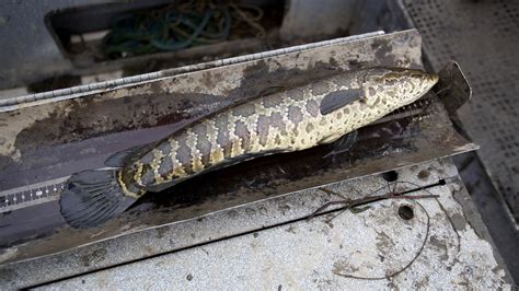 Apparently The Once Feared Snakehead Is Just Another Fish In The