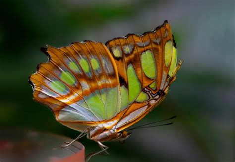 P Gina Im Genes De Metamorfosis Mariposa Descarga Gratuita En