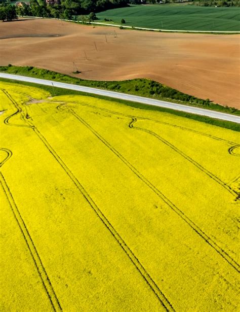 Premium Photo | Aerial view of a rapeseed field growing rapeseed canola ...