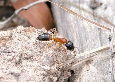 Banded Sugar Ant Camponotus Consobrinus