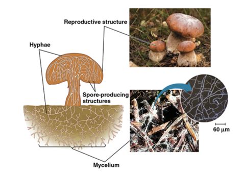 Basidiomycota Structure