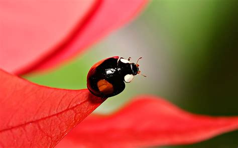 Insects Ladybugs Hd Wallpaper Pxfuel