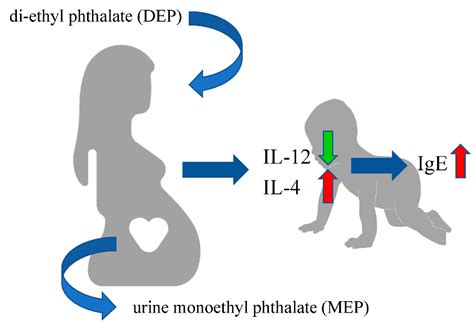 Ijerph Free Full Text Prenatal Exposure To Di Ethyl Phthalate Dep