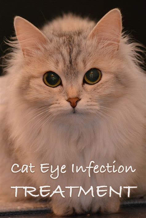 Cat Eye Infection Treatment - Can You Use Human Eye Drops On Cats?