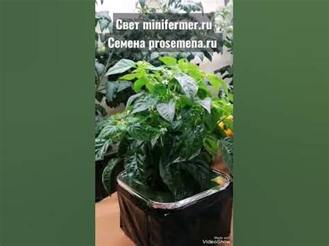 #перец 🌶ПЯТИЦВЕТ - сравнение выращивания дома на подоконнике и под # ...