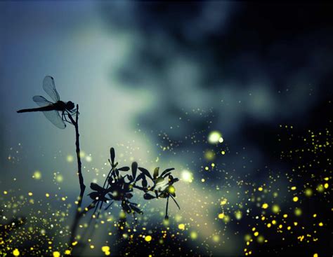 sunset soiree groundswell center