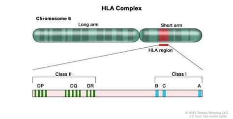 用語集 ローカス（locus） Hla技術情報 ベリタス