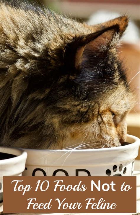 Top 10 Foods Not To Feed Your Feline Miss Molly Says