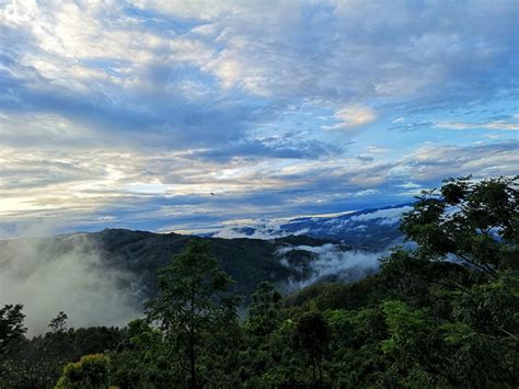 Announcing Yunnan's latest UNESCO site: The ancient tea forests of