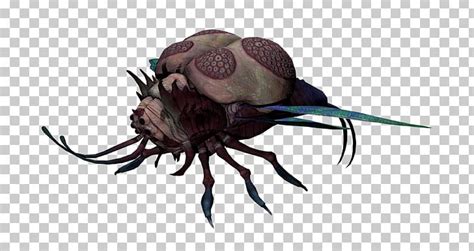 Guild Wars Kybernesis Video Game Wiki Skull Png Clipart Asset