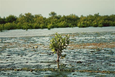 Banco de imagens fotografia agua vegetação árvore Pantanal banco