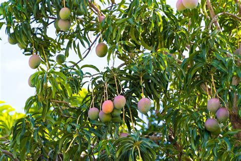 Farmers In Italy Switch To Mangoes Other Tropical Fruits In Response