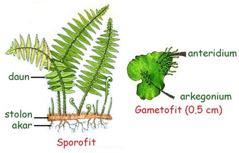 Spora Pada Tumbuhan Paku Terletak Pada Bagian - Homecare24