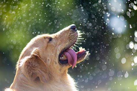 The Best Golden Retriever Haircuts for Warmer Months