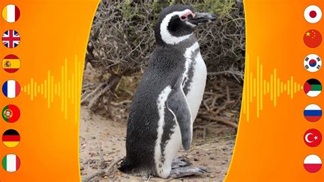 Bird Sounds Magellanic Penguin Youtube