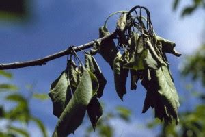 Fire Blight Symptoms Include Burnt Looking Leaves and Fruit