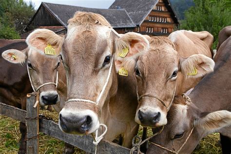 Traditional Farming in the Swiss Alps - Alpine Hikers