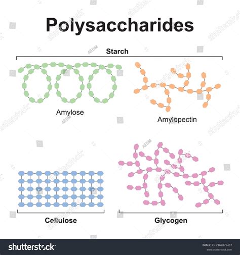 Polysaccharides Images Stock Photos Vectors Shutterstock