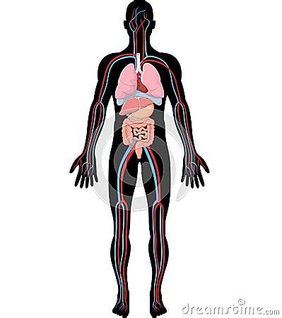 Cartoon Illustration Of Human Body Anatomy (HBA) | CartoonDealer.com ...