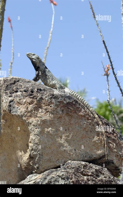 Sonoran Spiny Tailed Iguana Ctenosaura Macrolopha Arizona Sonora Desert