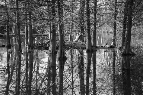 Gray Scale Photography of Trees Surrounded by Body of Water · Free ...