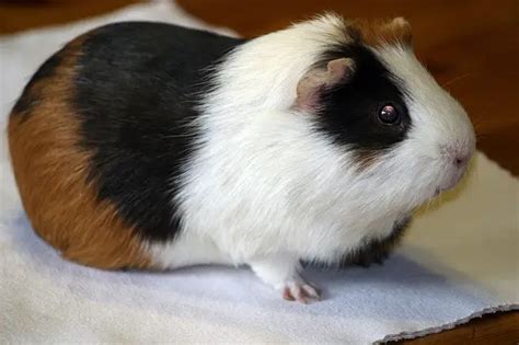 10 Guinea Pig Breeds Guide To All Types Of Guinea Pigs Guinea Pig