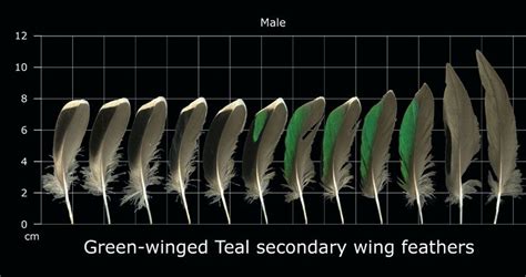 The Feather Atlas Feather Identification And Scans Artofit