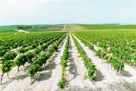 How Limestone Soil Affects Wine | Wine Enthusiast