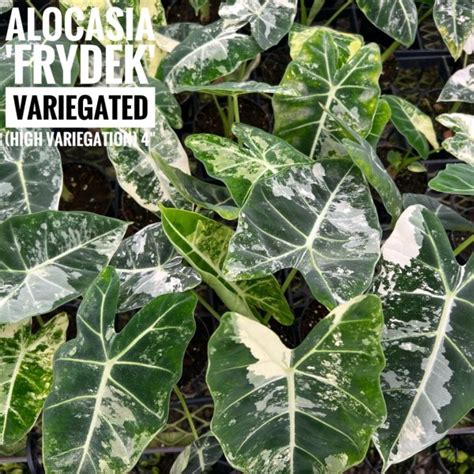 4 Alocasia Frydek VAR Tri State Foliage Prebook Shop