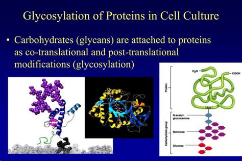 Protein Glycosylation in Cell Culture | PPT