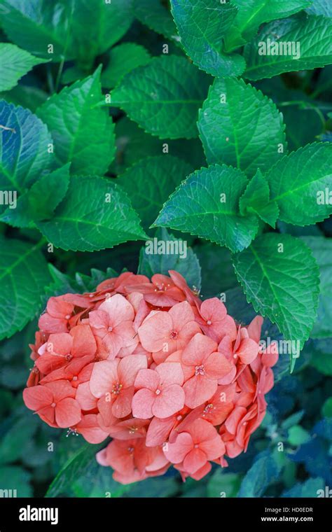 Orange Hydrangea With Leaves In The Garden Stock Photo Alamy