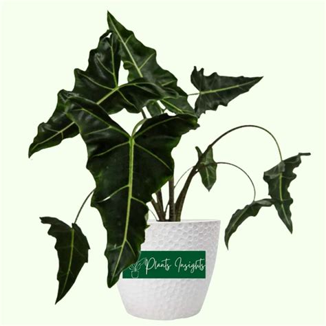 Alocasia Sarian Elephant Ear Plant Care Propagation