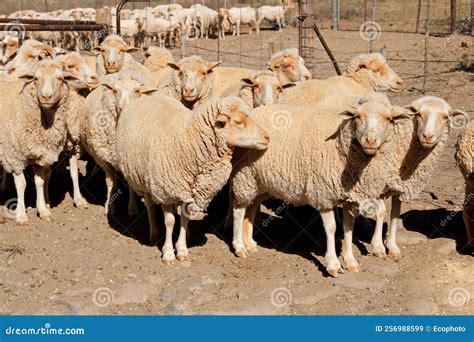 Merino Sheep In A Paddock South Africa Stock Image Image Of