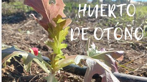 Qu Plantar En El Huerto En Oto O Invierno El Huerto De Carlos