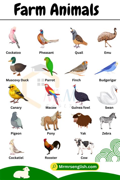 Farm Animals Names in English with Their Pictures - MR MRS ENGLISH