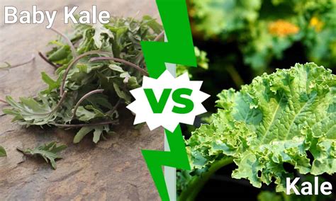 Baby Kale vs. Kale: 6 Key Differences - A-Z Animals