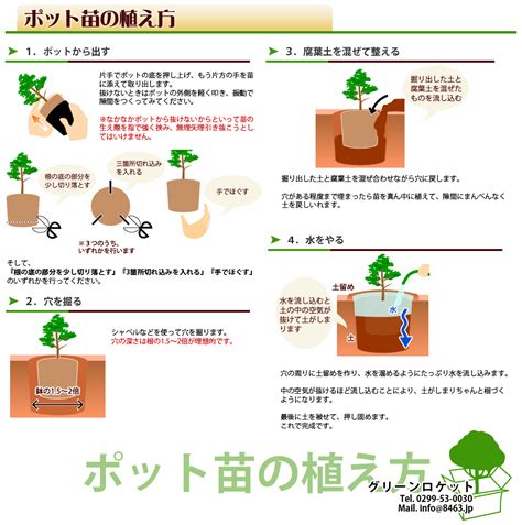 【楽天市場】植木・庭木・ガーデニング・販売：グリーンロケット ポット苗の植え方のプリントアウト