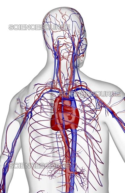 Blood Vessels Of The Upper Body