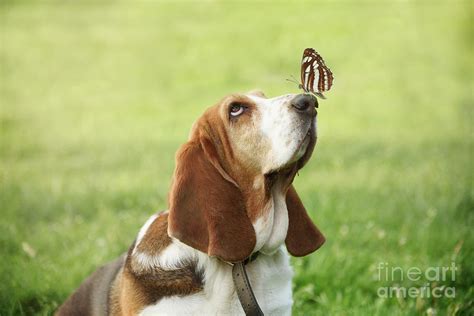 Cute dog with butterfly on his nose Photograph by Jelena Jovanovic - Pixels