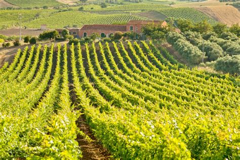 Vendemmia In Sicilia Unottima Annata Con Vini Eccellenti