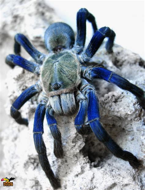 Cobalt Blue Tarantula For Sale Online | Pair Cobalt Blue Tarantula